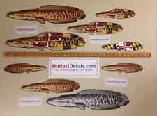 Maryland snakehead fish for sale  Edgewater