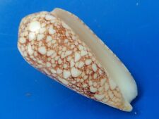 Conus omaria convolutus d'occasion  Brioude