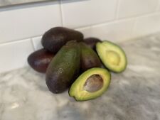 Hass avocado scion for sale  Benicia