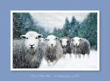 Winter herdwick sheep for sale  MARYPORT