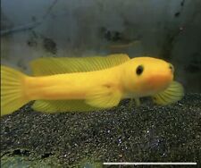 Golden channa limbata for sale  BURNLEY