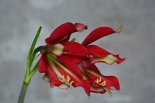 Hippeastrum 'Machupijchense hybrid.' - 1 bulb about 2.4 cm. Offset for sale  Shipping to South Africa