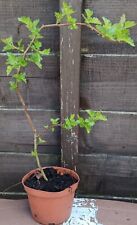 Hawthorn bush tree for sale  WAKEFIELD