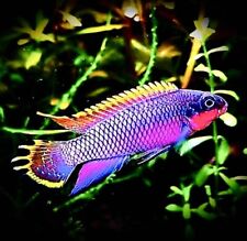 Pelvicachromis taeniatus niger for sale  LONDON