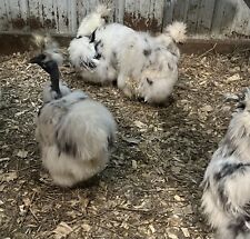 Paint silkie frizzle for sale  Blair