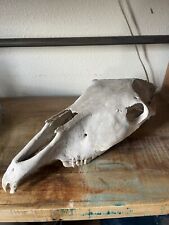 Large horse skull for sale  San Diego
