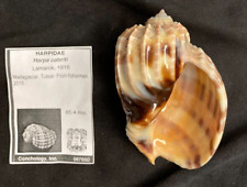 HARPIDAE Harpa cabriti 85.4mm Tulear, Madagascar 2015 - RARE! for sale  Shipping to South Africa