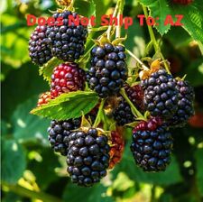 Thornless blackberry plants for sale  Fort Mill