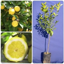 pianta pistacchio usato pianta pistacchio usato Corato