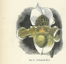 Orchidea cypripedium exul usato  Lecco