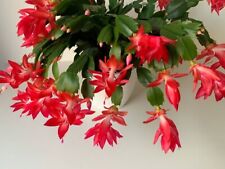 Christmas cactus live for sale  Oceanside