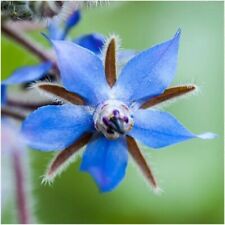 500 seeds borage for sale  READING