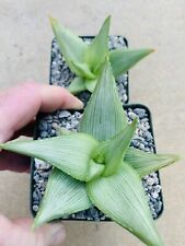 Aloe deltoideodonta ssp. for sale  Carlsbad