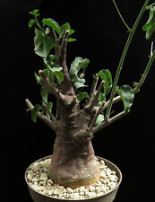 Adenia spinosa caudex for sale  Shipping to United Kingdom