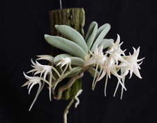 Cyrtorchis crassifolia small for sale  Miami