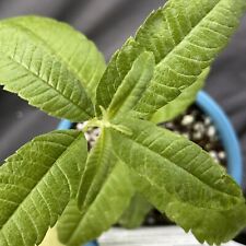 Aloysia triphylla lemon for sale  Bartlett