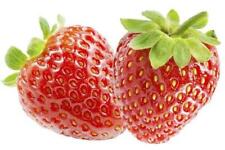Feinschmecker erdbeere senga gebraucht kaufen  Wurzen