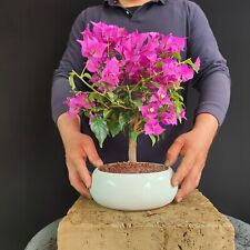 bougainvillea usato  San Pancrazio Salentino