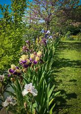 Tall bearded iris usato  Roccavignale