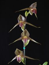 Paphiopedilum rothschildianum  for sale  Petaluma