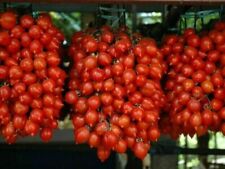 Piennolo tomate vesubio usato  Trappeto