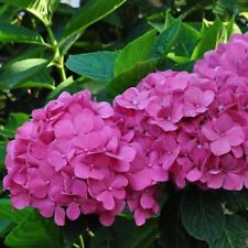 Hydrangea bouquet rose for sale  GAINSBOROUGH