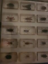 Insects resin collection for sale  SWADLINCOTE