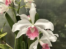 Orchid species cattleya for sale  Alameda