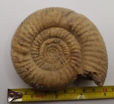Jurassic fossil ammonite for sale  SOUTHAMPTON