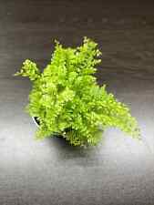 Nephrolepis exaltata marisa for sale  LONDON