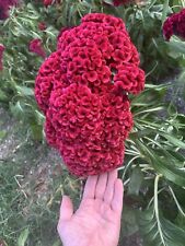 100 giant cockcomb for sale  Hopkinsville