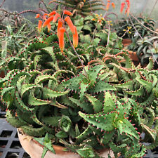 Aloe castilloniae huntington for sale  Redwood City