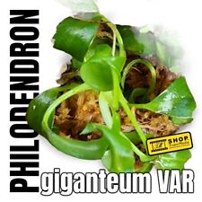 Philodendron giganteum VAR planta joven establecida en Sphagnum * no Monstera, Hoya _ segunda mano  Embacar hacia Spain