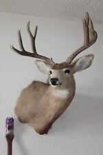 Mule deer head for sale  Brandon