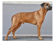 Rhodesian ridgeback dog for sale  Wyoming