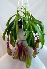 Tropical pitcher plant for sale  Hacienda Heights