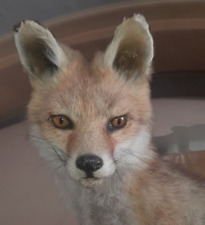 Taxidermie renard naturalisé d'occasion  Vienne