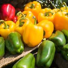 Assorted bell peppers for sale  Shasta Lake