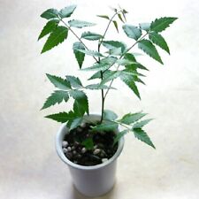 Neem tropical live for sale  USA