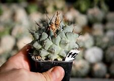 112. Cactus, Thelocactus rinconensis, used for sale  Shipping to South Africa