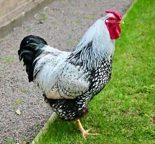 Silver laced wyandotte for sale  BLAIRGOWRIE