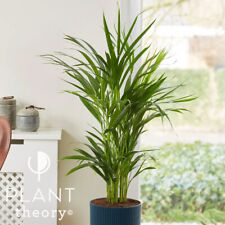 65cm dypsis lutescens for sale  UK