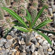 Pachypodium inopinatum cactus for sale  Fallbrook