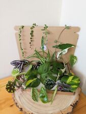 Mystery houseplant box for sale  EXMOUTH