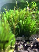 Fissidens portugal stems for sale  EXETER