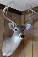 Whitetail deer shoulder for sale  Blacksburg