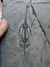 Keichousaurus fossil triassic for sale  Jackson