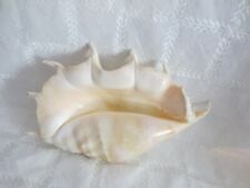 large conch spider shell for sale  Chester