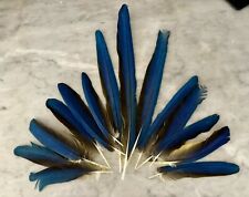 Macaw feathers for sale  Canton