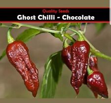 Chilli seeds pepper for sale  Shipping to Ireland